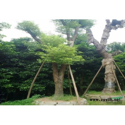 江西廣玉蘭2*新報價/廣玉蘭2圖片