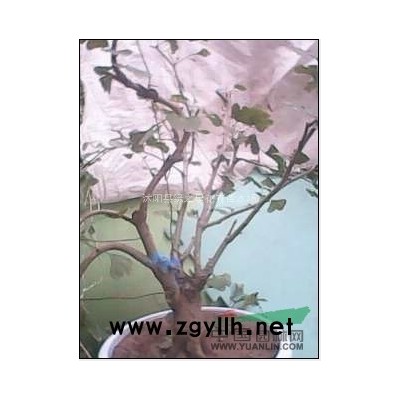 優(yōu)質(zhì)綠化苗木-廣玉蘭