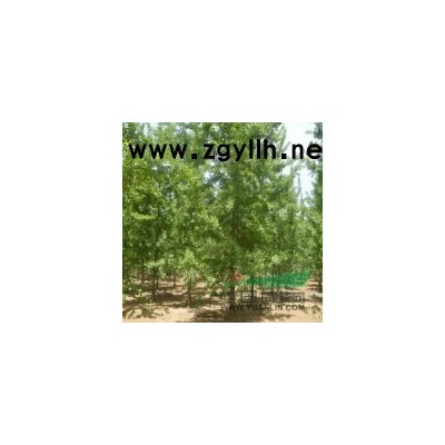 原黃林牧業(yè)批發(fā)價(jià)格出售速生綠化銀杏樹苗 銀杏樹小苗