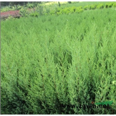 廣玉蘭，廣玉蘭苗木，廣玉蘭價格