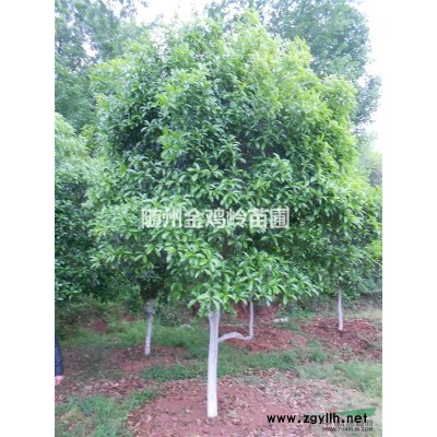 湖北隨州供應大規模香樟