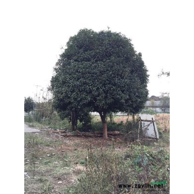 供應香樟.多桿樟