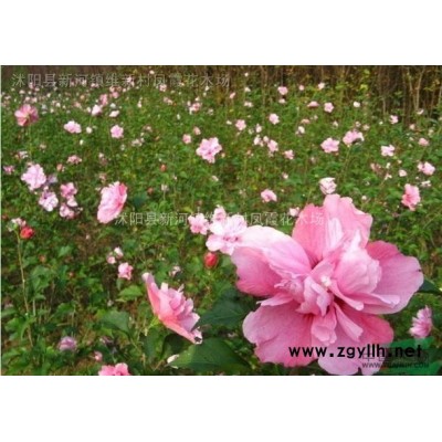 供應叢生紫薇、紫葉李、廣玉蘭