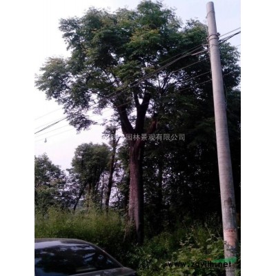 大量供應廣玉蘭