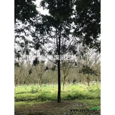 成都郫縣溫江崇州長期低價供應銀杏等喬灌木