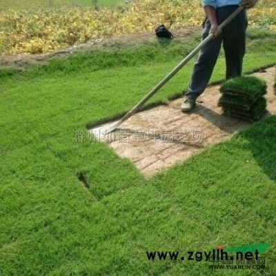 廣玉蘭3供應/廣玉蘭3圖片