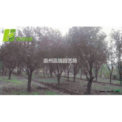 成都郫縣溫江崇州長期低價供應廣玉蘭等喬灌木