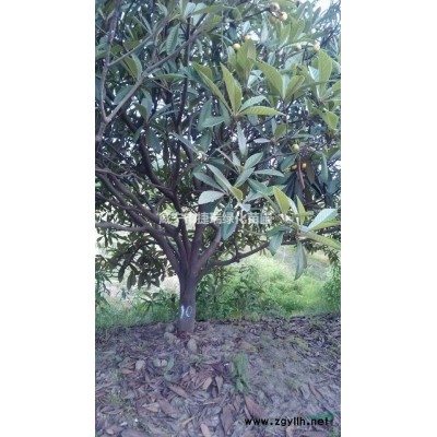 湖北咸寧香樟