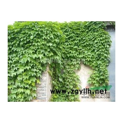 廣玉蘭、白玉蘭、紫玉蘭、棕櫚、 雜交馬褂木、七葉樹