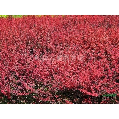 成都地區(qū)供應(yīng)廣玉蘭，規(guī)格*，樹形優(yōu)美，價(jià)格便宜