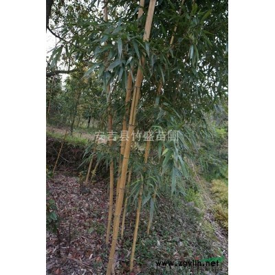 供應(yīng)廣玉蘭 另有白玉蘭 紅玉蘭等精品綠化苗木