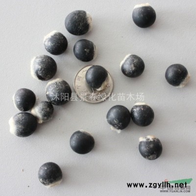 銀杏種子價(jià)