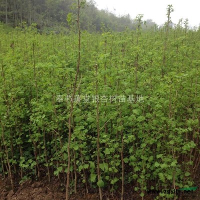 基地常年供應銀杏樹苗 地徑1-5公分的各種規格 熱誠合作互利