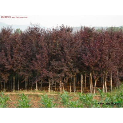 江蘇大鵬綠化苗木銀杏11公分介紹