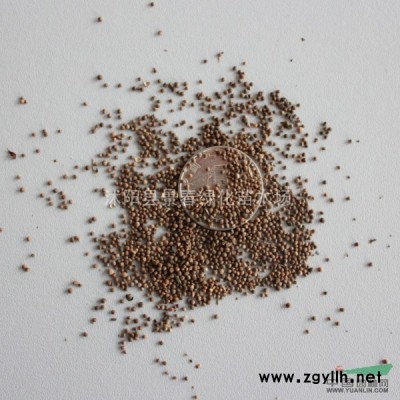 廣玉蘭種子價(jià)格