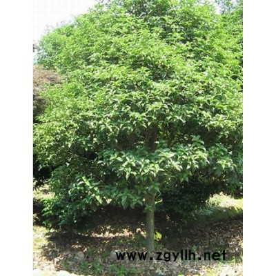 廣玉蘭、紅楓、紅葉石楠