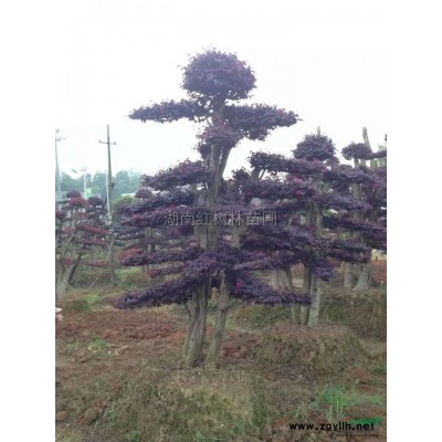 湖南大規格香樟基地