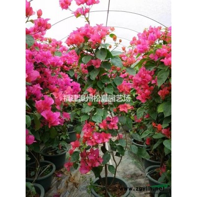 福建骨架香樟8-10-12-15-18-20公分低價(jià)銷售