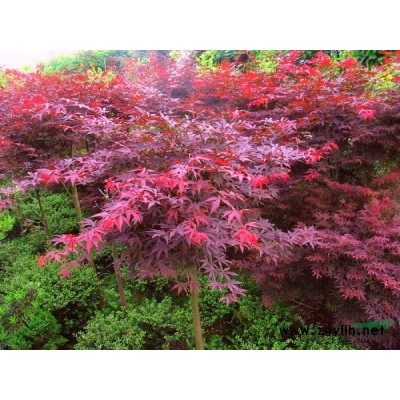 上海廣玉蘭4介紹