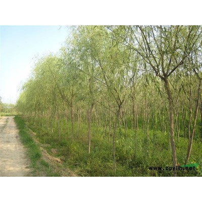 廣玉蘭供應/廣玉蘭圖片