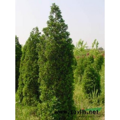 供應胸徑7厘米至8厘米銀杏樹