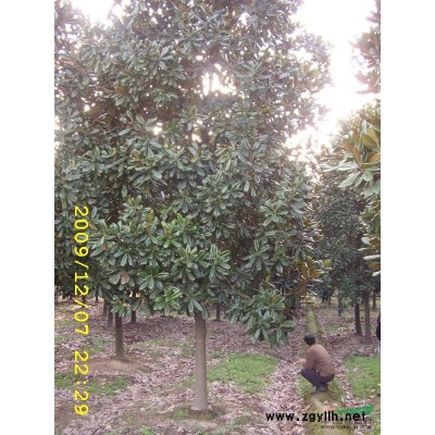 湖南廣玉蘭 大廣玉蘭 廣玉蘭價格