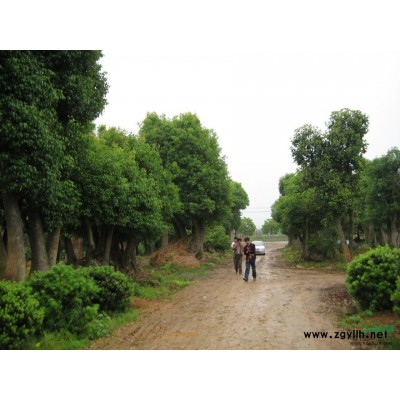 香樟、桂花、羅漢松、廣玉蘭、樂東擬單性木蘭等