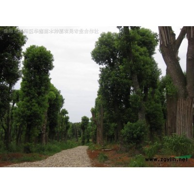 精品香樟、桂花、廣玉蘭、紅葉石楠