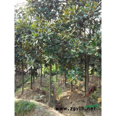 廣玉蘭、枸骨球、含笑球、紅楓、紅葉李