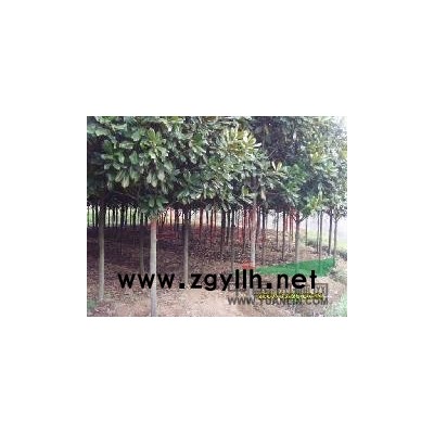 廣玉蘭基地培育苗木 南京廣玉蘭價格專業銷售