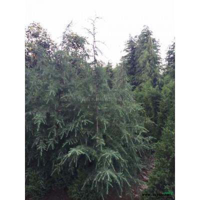 廣玉蘭2行情報價\廣玉蘭2圖片展示