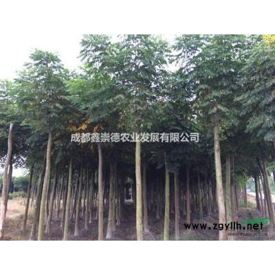 成都香樟基地直銷(xiāo)8-25公分香樟出售 成都崇德園林