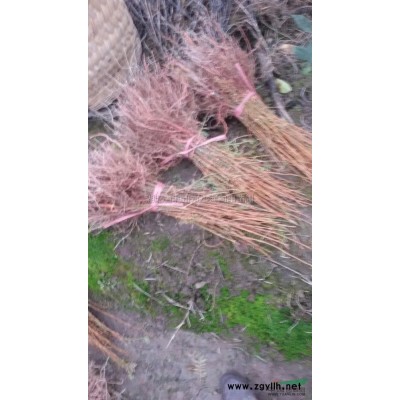 銀杏*新價格/銀杏報價