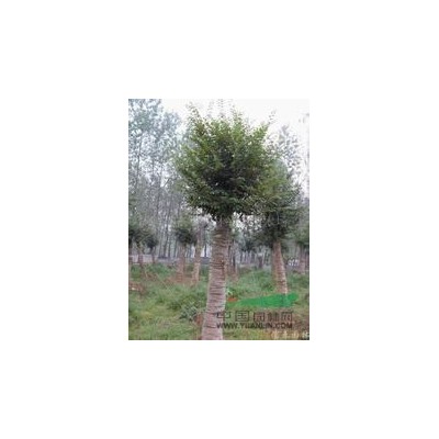 上饒信州區(qū)供應(yīng)精品多桿（5桿）胸徑合120公分香樟