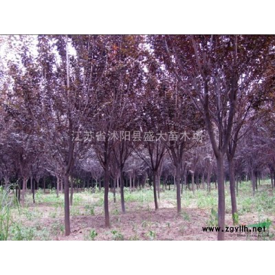 低價供應 銀杏 各種規格都有