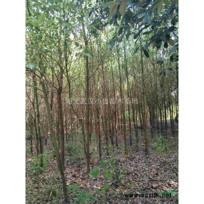 香樟10到15公分，高2.5米，光桿，500棵！