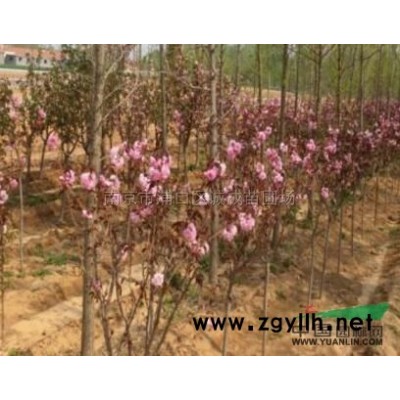 2017年江蘇香樟7*新報價