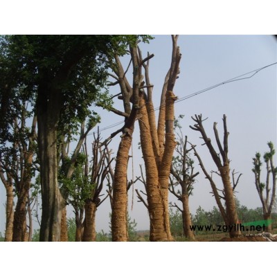 各種規格廣玉蘭