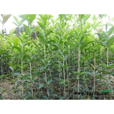 香樟小苗圖片\香樟小苗報(bào)價(jià)