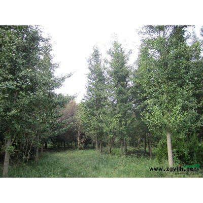 土地到期，低價處理銀杏10-18公分