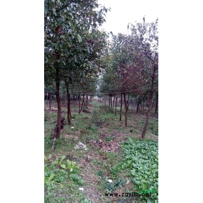 香樟，5----24公分，2.2米處分支