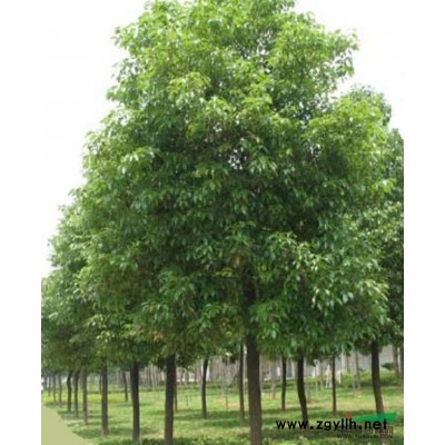 浙江香樟*新報價/香樟圖片