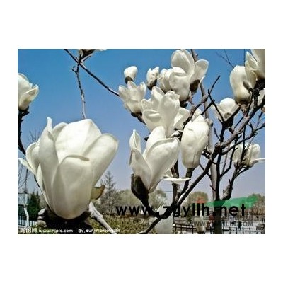 江蘇廣玉蘭  白玉蘭 紫玉蘭