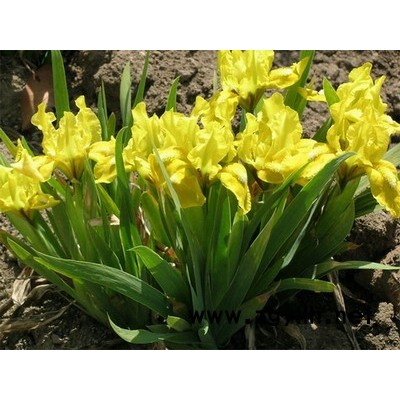 烏桕、法桐、紫薇、廣玉蘭、蜀檜、鋪地柏