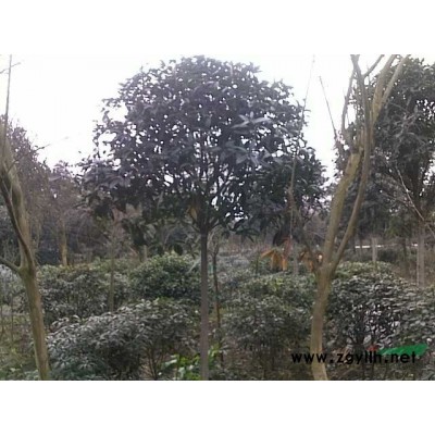 白玉蘭，廣玉蘭，桂花，黃櫨，銀杏等