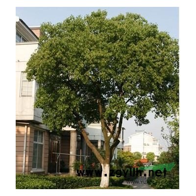 瀏陽廣玉蘭價格│瀏陽香樟樹│瀏陽桂花樹│瀏陽紅繼木基地