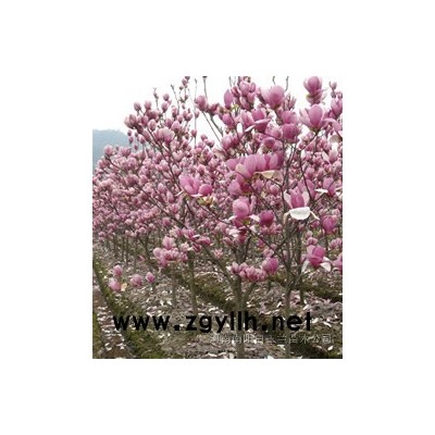 白玉蘭，黃櫨，女貞，桂花，紫薇，欒樹，廣玉蘭，銀杏