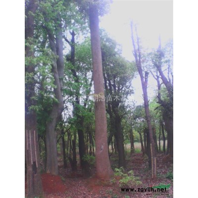 湖北咸寧供應(yīng)香樟