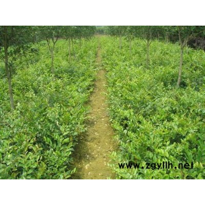 廣玉蘭樂昌含笑  紅楓 大葉樟