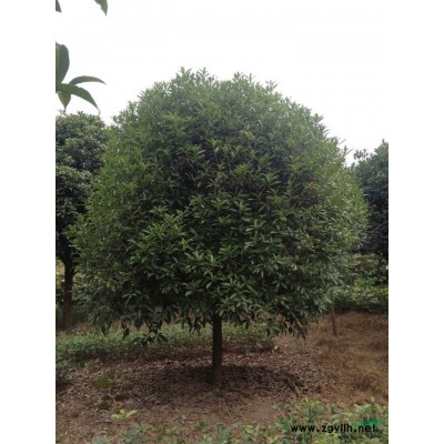 貴州各類苗木規格香樟供應